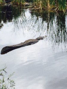 Florida-alligator